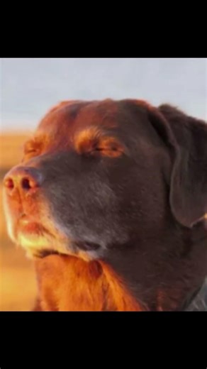 The job description didn't say I have to humiliate myself