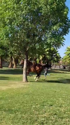 713K views · 64K reactions | Si DIVO hablara…  Estamos seguros que diría que está agradecido por todas las muestras de cariño de toda la CUACOMUNIDAD que no ha dejado de preguntar por él.  Así que no quisimos dejar pasar más tiempo para mostrarles que el querido DIVO se encuentra muy bien y a su manera les envía un saludo desde CUACOLANDIA ❤️ | Cuacolandia | Facebook