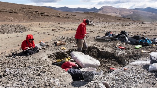 Dinosaurios de 32 pies dominaron la Patagonia chilena: hallan fósiles de 70 millones de años