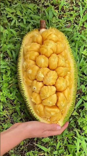 Ever Heard of Cempedak? This Fruit Might Surprise You🤯🍈