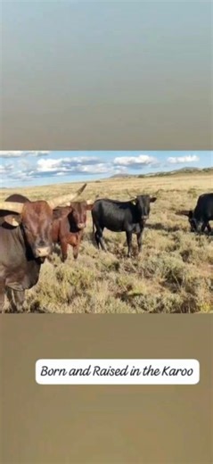 3.8K views · 63 reactions | The Nguni cattle, bred by Trevor Rous,...