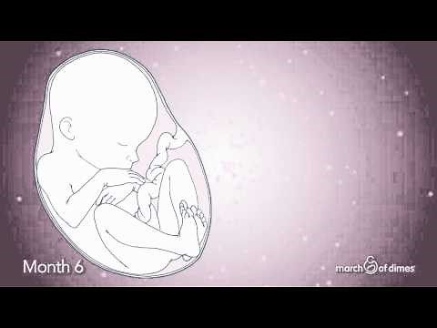 How Your Baby Grows Month 6