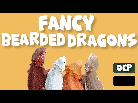 What Are Fancy Bearded Dragons?