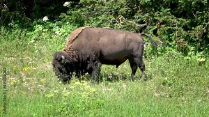 Grazing American Bison in the Yellowstone National Park