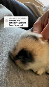 🐾✨ Back in the 70s and 80s, it wasn’t uncommon to see purebred dogs chained up in a yard with a bowl of food, and that was considered “normal.” 😔 But over the years, something powerful started to happen – a revolution 🌟. Slowly, breeders and owners alike began to realize that dogs deserved so much more. And as that understanding grew, so did the prices of these pets – because they weren’t just dogs anymore; they became family members. 🐶💖This same awakening needs to happen for rabbits. 🐰 Ra