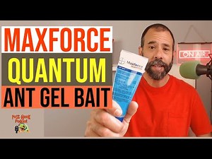 Maxforce Quantum Ant Gel Bait For Ant Control of Ghost Ants Bigheaded Ants Crazy Ants Whitefooted