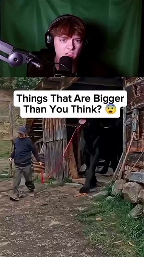 Moose Size Explained: Are Moose Bigger Than You Think?