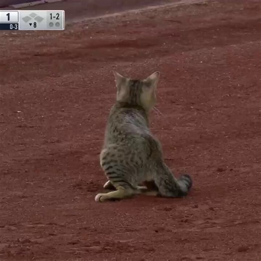 A cat ran onto the field at Yankee Stadium during a game, and the crowd started chanting “Let’s go cat!” It ended up being the most exciting moment of the night 🥰🧡