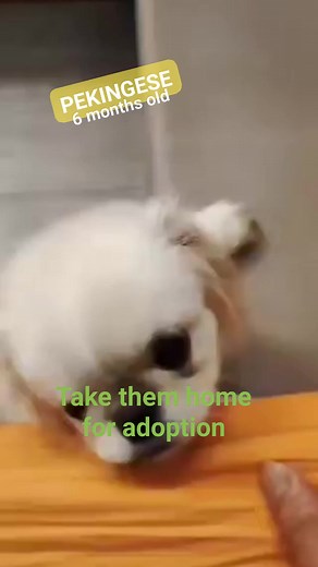 Looking for Pur parents, Couple pure breed Pekingese no papers 6 months old. | HazKy TV