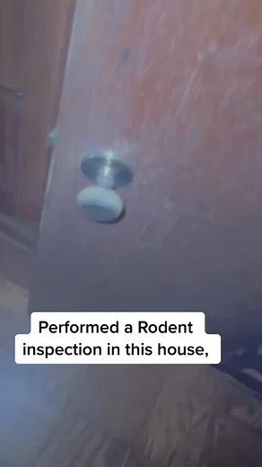 RAT found inside closet… would you still move in? | Rodent Stoppers