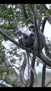 The Ghost Monkey Found After 100 Years! #GhostMonkey #PopaLangur #RareAnimals