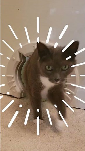 Cat Door Installation: Easy Steps 😹