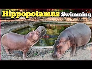 Amazing Hippopotamus Swimming Video || Real Hippo Underwater Behaviour Caught on Camera || #hippo