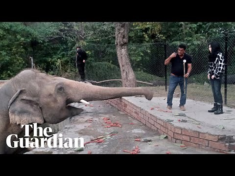 Cher serenades 'world's loneliest' elephant after move to Cambodia