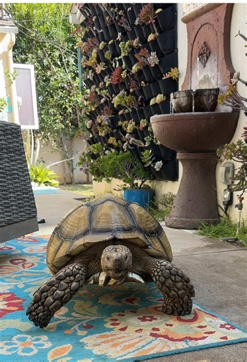 How Weather Affects Turtle Movement