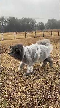 秋田犬長毛カイとーちゃん手作り雨合羽に不満