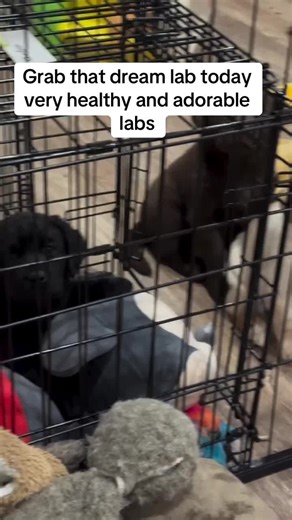 #labradorpuppies #puppiesoftiktok #labradorretrieverpuppies #labradorlovers #englishlab