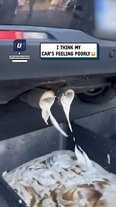 I think my car has an upset stomach 😲🤣 | Do It Yourself
