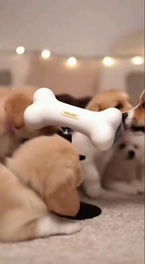 These Puppy Licking Sounds Are SO RELAXING! (ASMR) 🐾 #shorts