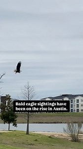 A slew of bald eagle sightings in Austin in recent years has excited birders and non-birders alike. The iconic raptors are not particularly common in the area, but, according to reports by citizen scientists, their numbers appear to be on the rise. Bald eagles are not unheard of in Austin. “You’ll most often find them along the river,” says Shelia Hargis, a birder and former president of the Texas Ornithological Society. “There’s been some sightings up at Walter E. Long Lake.” Hargis says the nu