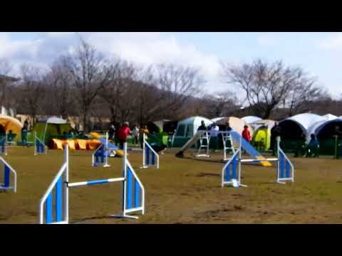 20260328JＫＣ金沢アジリティークラブアジリティー競技会AG2ブレス（手持ち撮影ｖｒ）