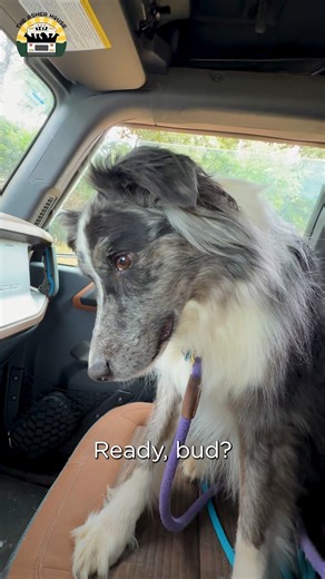 2.2M views · 122K reactions | Frankie had been boarded in a crate with almost no interactions for four years. His story broke my heart but seeing him run free with the pack brings me so much joy ❤️ | The Asher House | Facebook