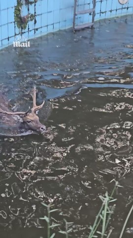 Rescuers refuse to give up on stranded deer