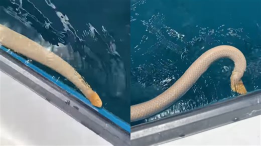 ‘So Soft’: Australian Man Casually Pets ‘Highly Venomous Sea Snake’