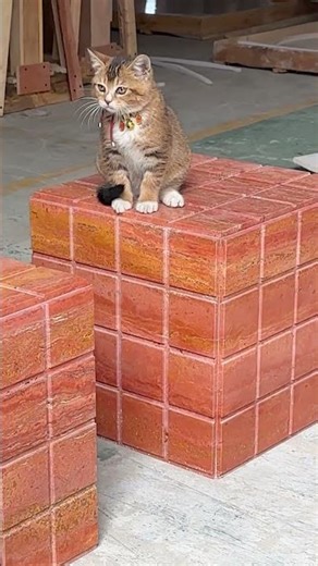 Is it a Rubik’s Cube… or a side table? 🧩✨#interiordesign #coffeetable #furniture #cat