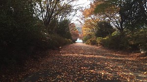 Tree, Landscape, Park. Free Stock Video
