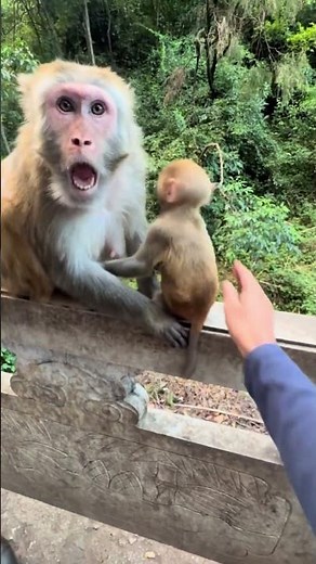 Protective mother monkey guards her baby from visitor in Guizhou, China