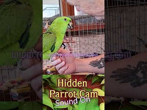 Talking Parrot Cam-amazon parrot #parrots #talkingparrots