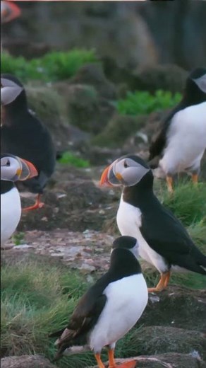 Why Icelanders Throw Baby Puffins Off Cliffs!