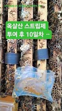 옥살산 스트립제 투입 후 10일차에 응애 검사했더니 ᆢ
