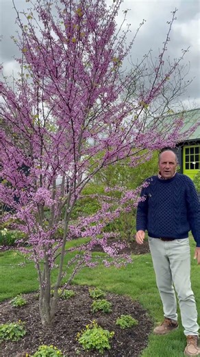 Cercis canadensis (Eastern Redbud) A deciduous understory tree native & valued for spring flowering.