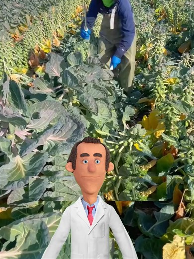 การเก็บกะหล่ำดาว: เคล็ดลับและวิธีการที่น่าสนใจ