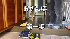 #柴犬 #柴犬のいる生活 #青森 #散歩 #赤ちゃん