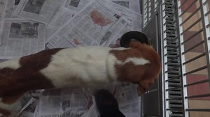 33K views · 2.2K reactions | Lady is a sweet 1 yr old Beagle mx. She is good with children andother dogs. She has a great disposition and will make a good family dog. She is HB. for adoption at the TLC Animal Shelter, 13016 W 151st Street, Home rGlen, Il, 60491 | Tender Loving Care Animal Shelter | Facebook