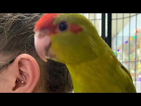 Pied Cinnamon Kakariki bird won’t stop talking