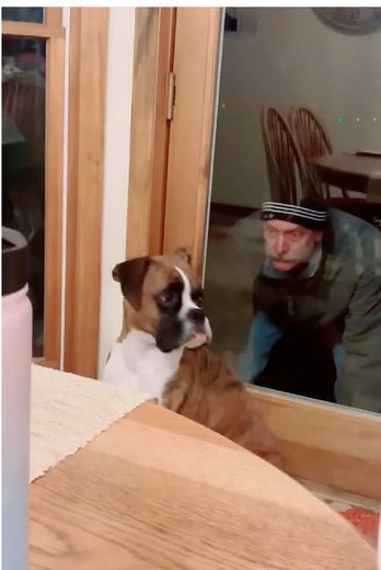 Funny Dogs: Hilarious Moments You Can't Miss