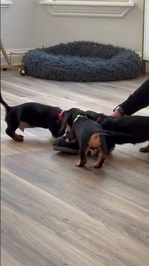 Dachshund Puppies playing with Stachio the Kitten #puppy #doxiesquad #dachshund