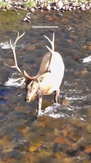 Bull Elk Bugling in River