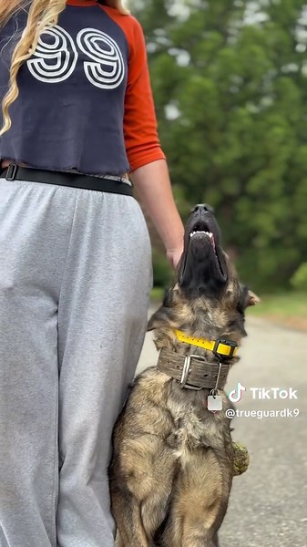 Effective German Shepherd Training Tips for Consistent Results