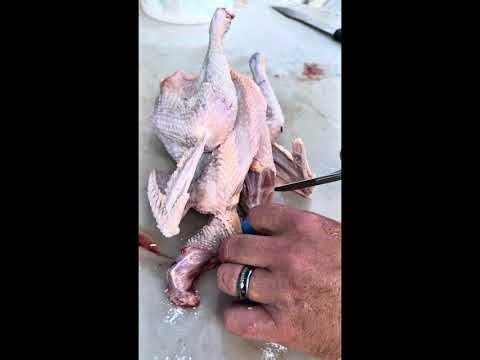 Pluckin and testin (vevor automatic chicken plucker)