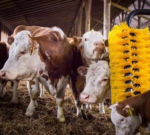 EasySwing Cow Brush - Mayo Farm Systems