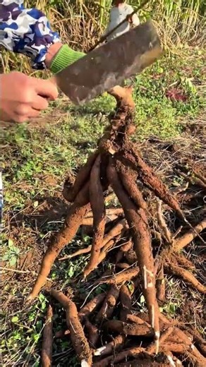 Endless Farm Life: A Journey Through the Heart of Rural China
