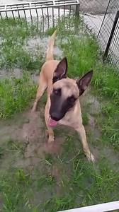 13K views · 449 reactions | Cute funny intelligent dog training ability with two cute little dog | Verena Kerth | Facebook