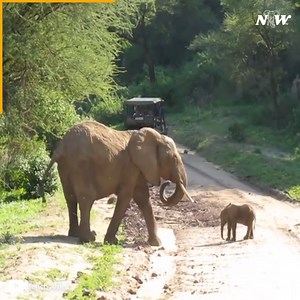 28K views · 3.1K reactions | This is the tiniest baby elephant I've ever seen.  Credit: CrkFndCat [YT] | I Love Elephants | Facebook