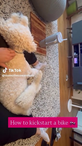 This isn’t a scratch, it’s a Windows update 🔄 . . . . . . #dog #funnydog #dogtok #pets #dogmeme