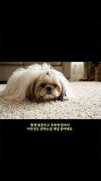 한중일 대표 견종 완전 정복! 진돗개 vs 차우차우 vs 시바견 특징 비교